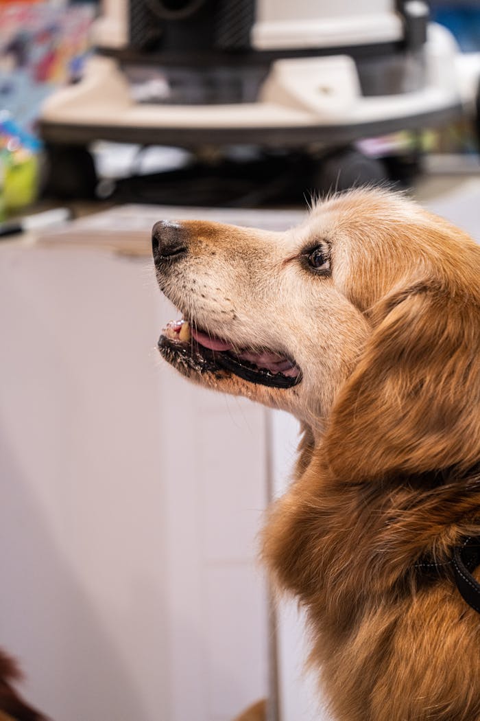 Close-up of a golden retriever indoors with soft lighting.