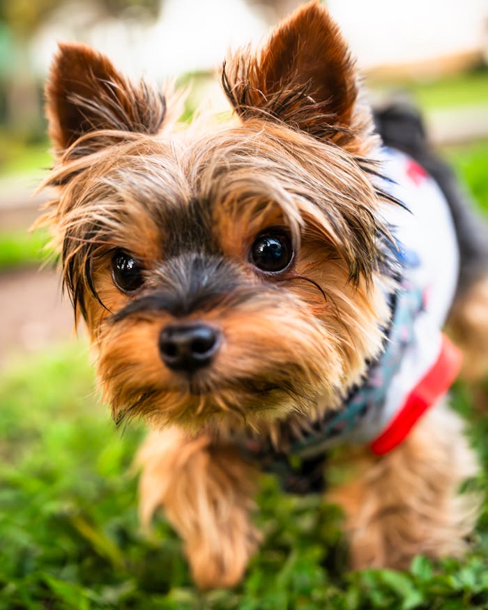 Close-up of a cute Yorkshire Terrier puppy enjoying the outdoors in a Lima park.
