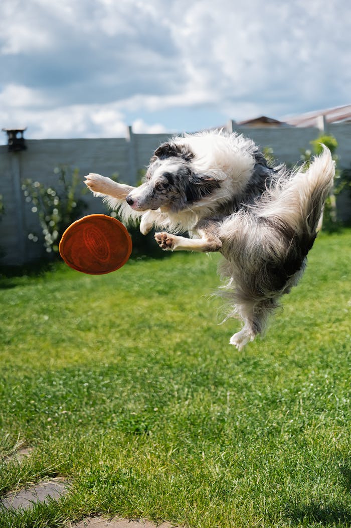Active Border Collie mid-air catching a Frisbee in a bright garden setting.