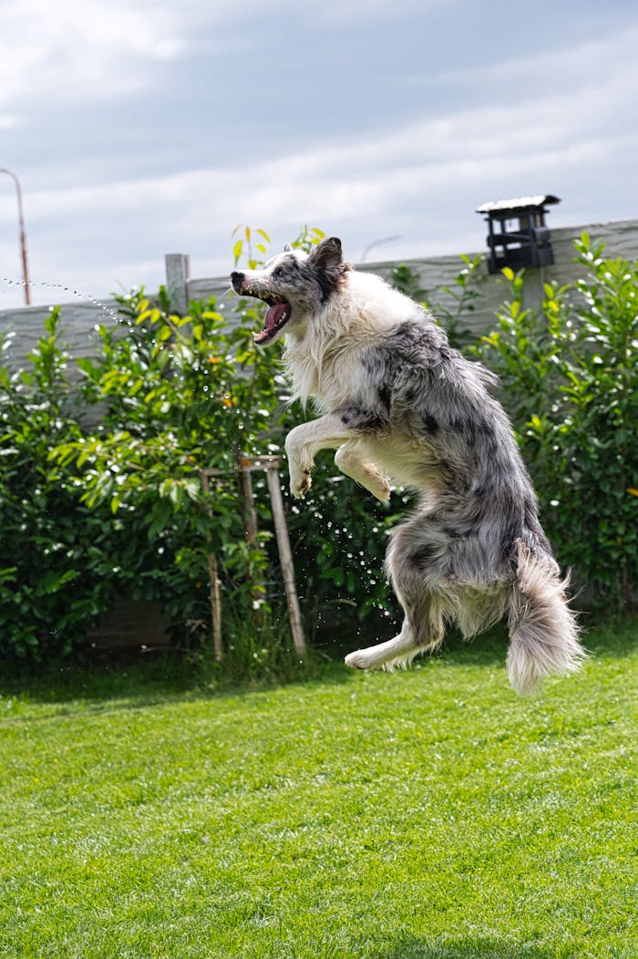 A joyful Border Collie leaps energetically in a sunny garden setting.