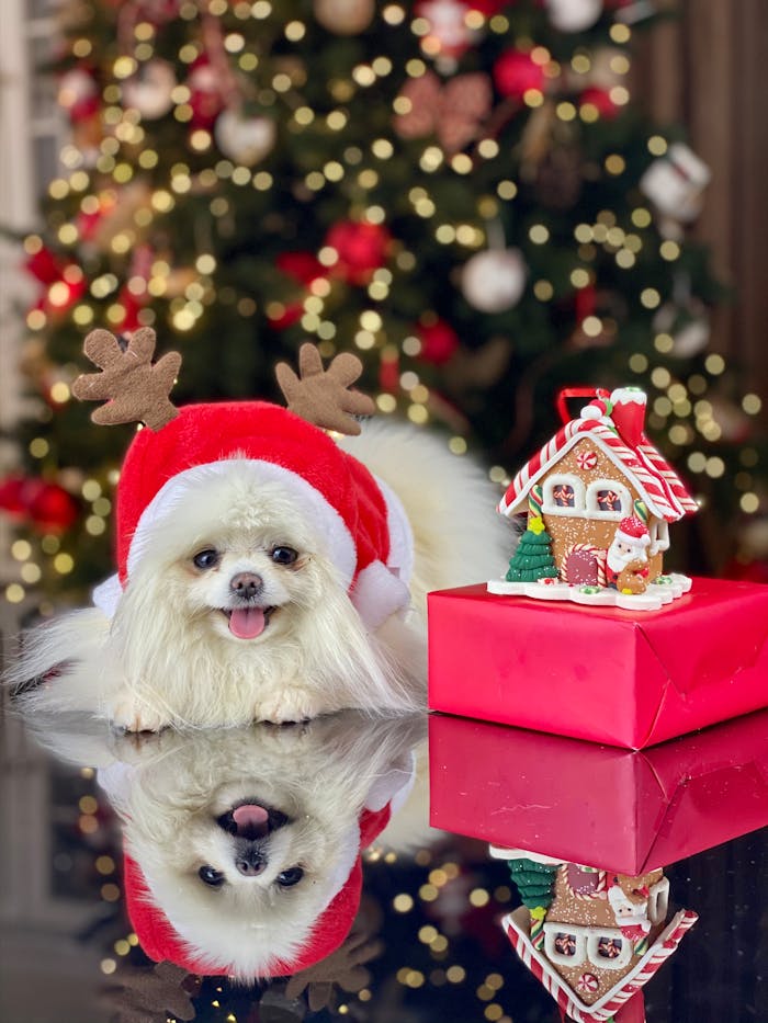 Adorable Pomeranian wearing reindeer antlers and Santa costume by a festive tree and gift box.